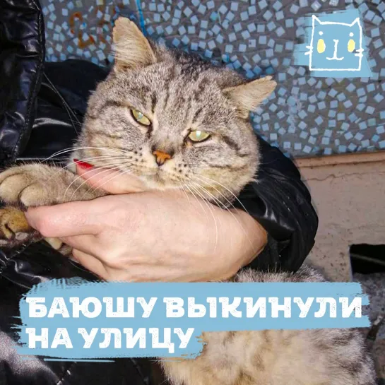 Кота Баюшу выкинули на улицу