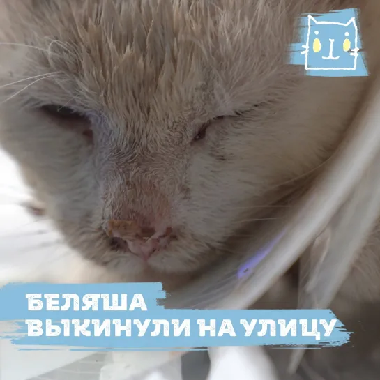 Кота Беляша выбросили на улицу