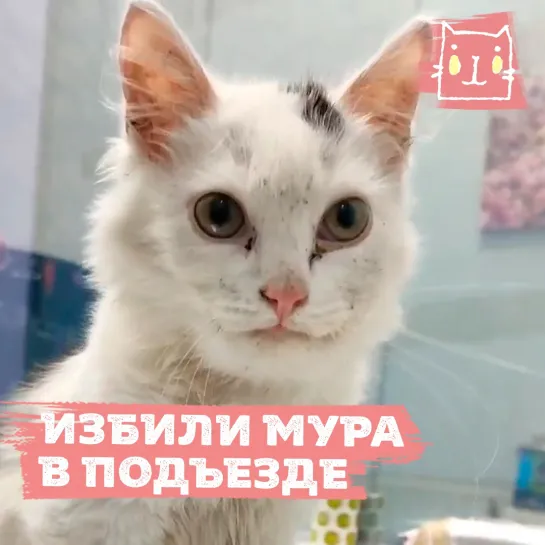 Котенка Мура избивали в подъезде