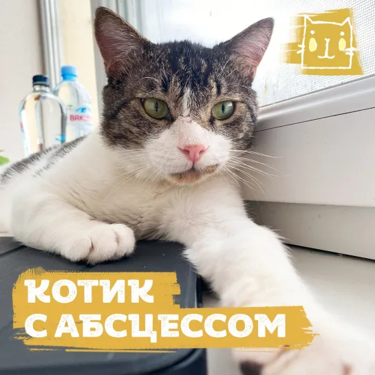 Девушка спасла худого кота с абсцессом на лбу