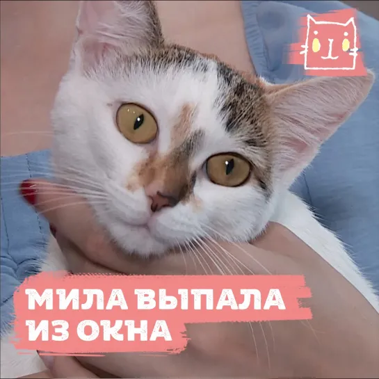 Кошка Мила выпала из окна