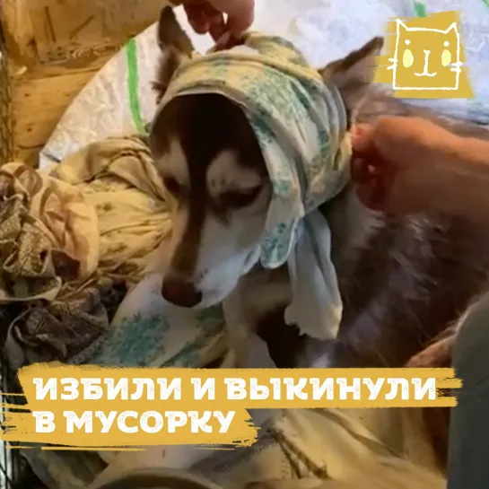 В Юрге хаски выкинули в мусорный бак