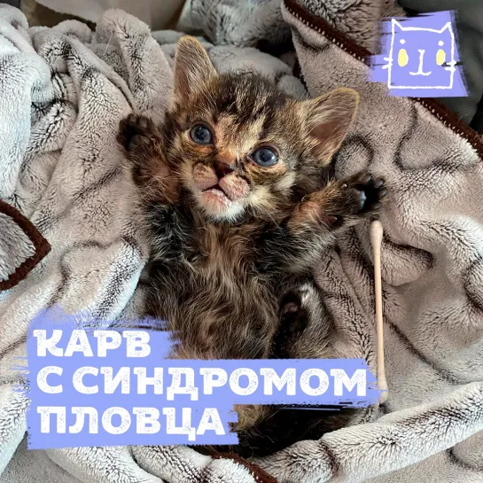 Котенок Карв с синдромом пловца