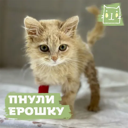 Котенка Ерошку пнули ногой