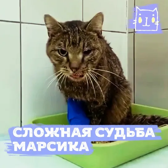 Коту Марсику нужна срочная помощь