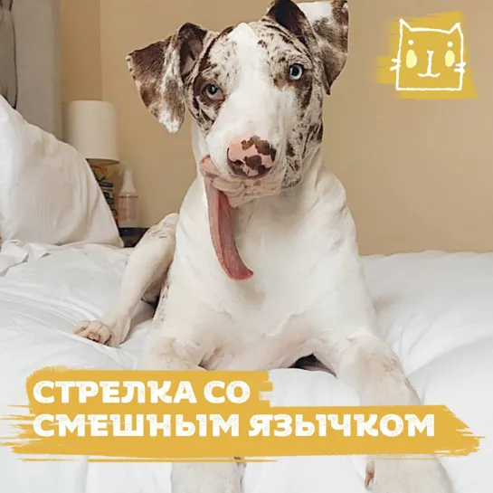 Пес Стрелка со смешным языком