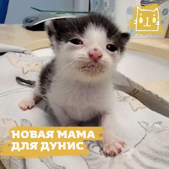 Новая мама для котенка Дунис