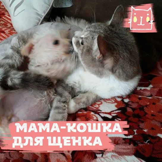 Кошечка Гертруда стала мамой для щенка