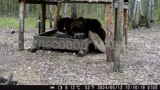 Медведица с шестью медвежатами попала в объектив фотоловушки