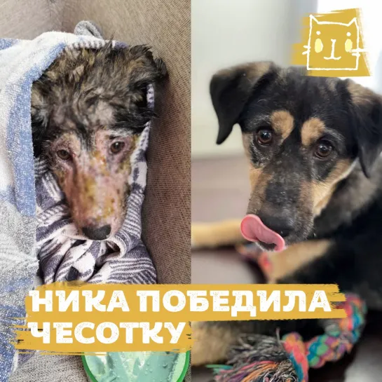 Собака Ника победила чесотку