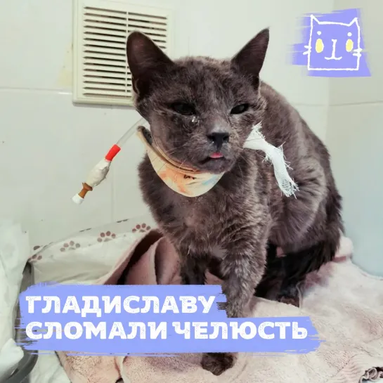 Котику Гладиславу сломали челюсть