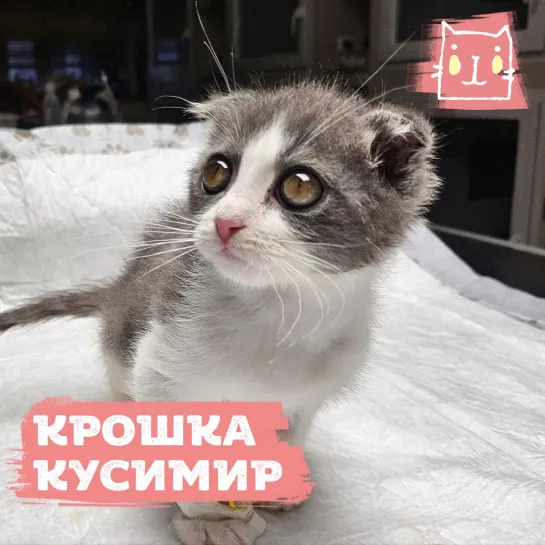 Котенок Кусимир родился без мочеиспускательного канала