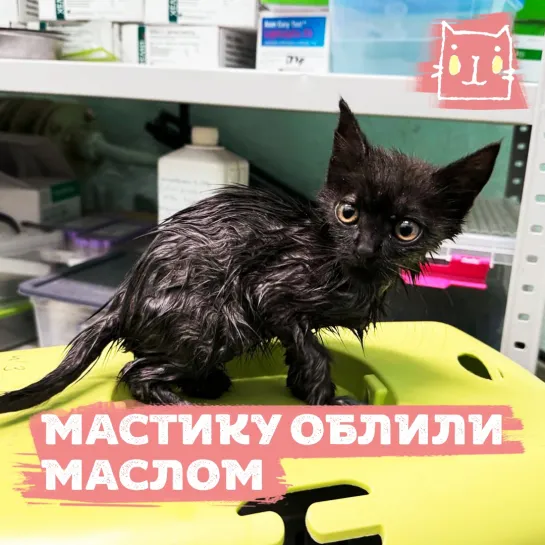 Кошечку Мастику облили машинным маслом