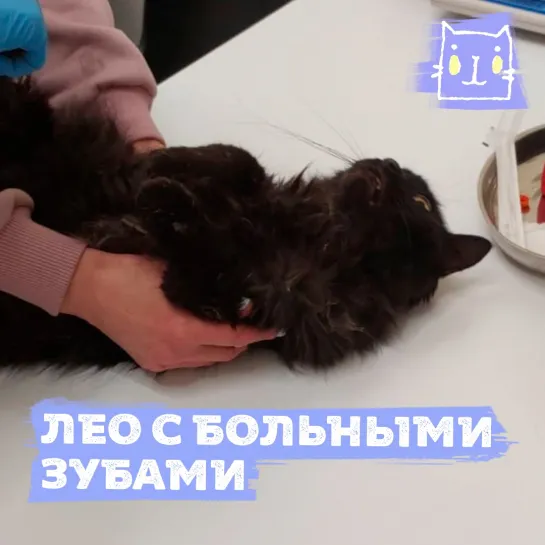 Кот Лео с больными зубами