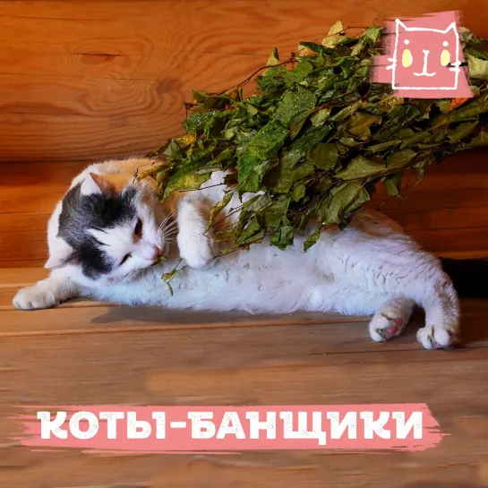 Коты-банщики из Миасса