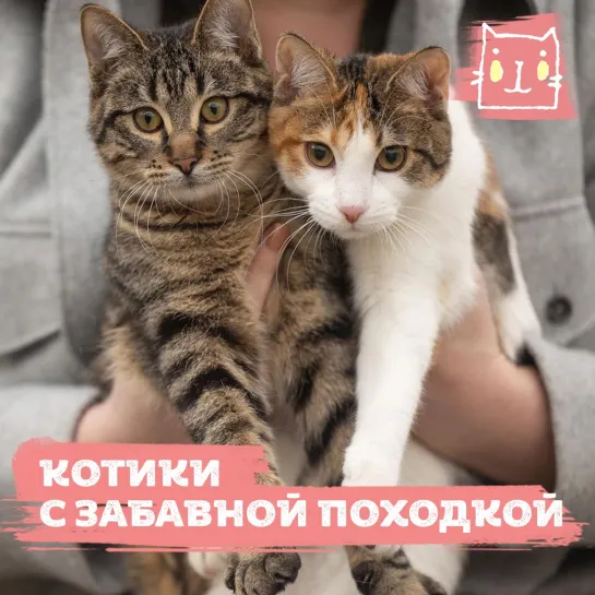 Котята Ливви и Хаксли с "пьяной" походкой