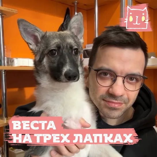 Собака Веста ищет семью