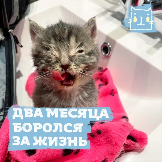 Котенок Ричи обрел счастье