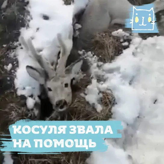 Спас косулю из западни