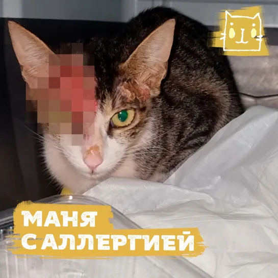 Кошечка Маня с аллергией