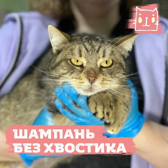 Кошечка Шампань ищет дом