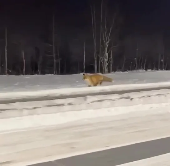 На Ямале лиса устроила гонки с автомобилем