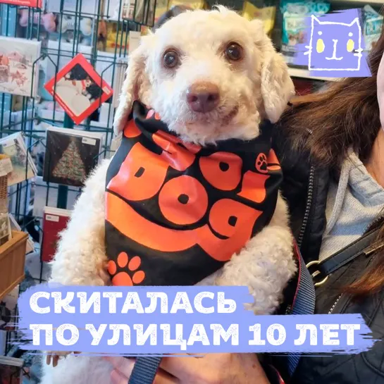 Собачка Пидл скиталась по улицам 10 лет