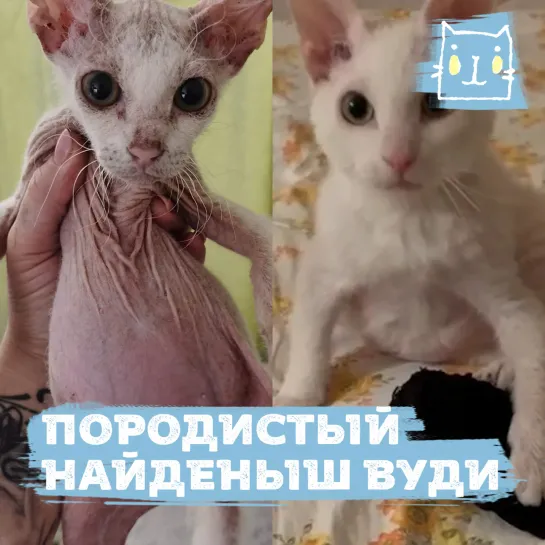 Прозрачный котенок Вуди