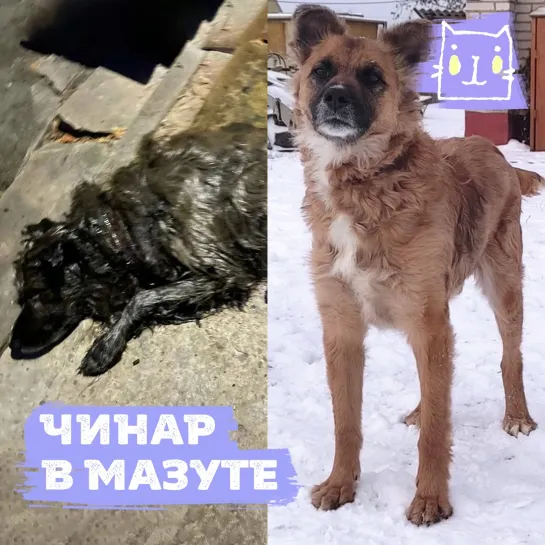 Пса Чинара спасли из мазута