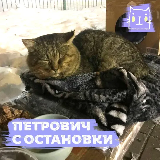 Кот Петрович жил на остановке