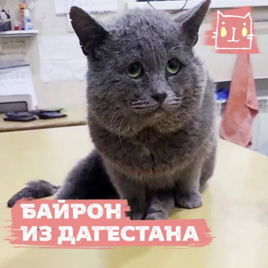 Коту Байрону нужна помощь