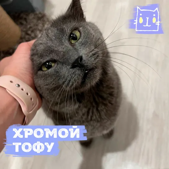 Котик Тофу нуждается в помощи