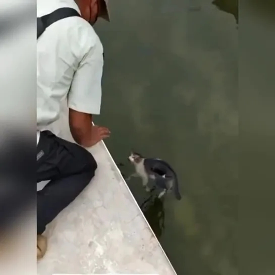 Полицейский спас упавшего в воду котика