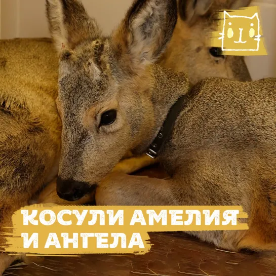 В Омске спасли косулей Амелию и Ангелу