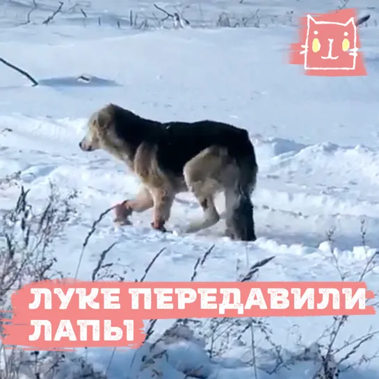 Пес Лука без лап