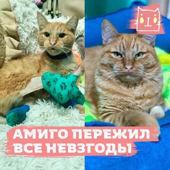 Кот Амиго смог выжить