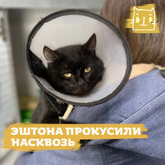 Покусанный котик Эштон ищет дом