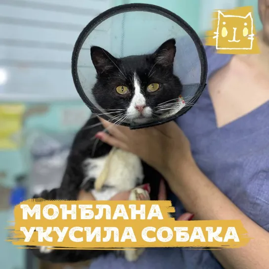 Брошенного кота Монблана покусали собаки