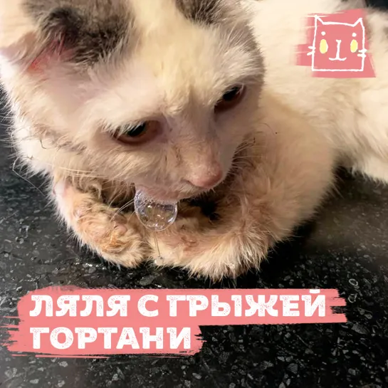 Кошке Ляле из Дагестана срочно нужна помощь