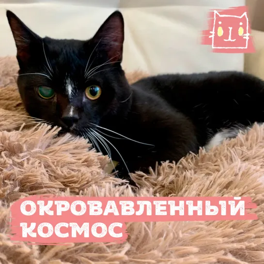 Котик Космос пострадал на самовыгуле