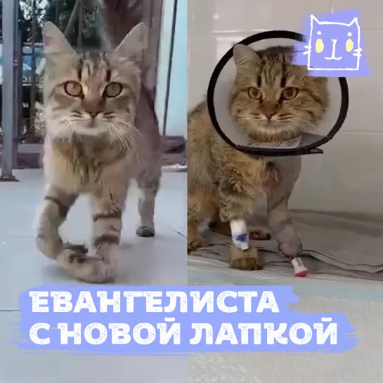 Кошка Евангелиста с раздробленной лапой