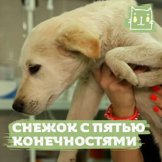 Пес Снежок с пятью конечностями