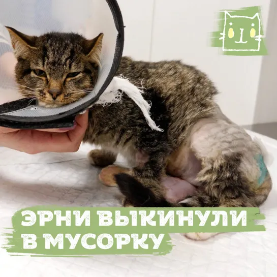 Котенка Эрни спасли из мусорки