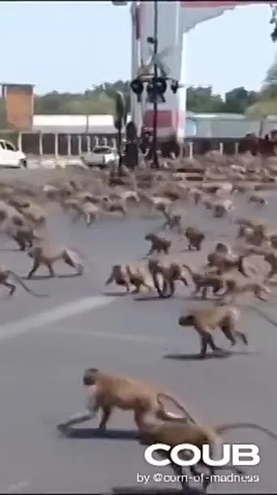 Dogs and Monkeys war