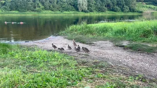 Video by Сольцы ( Новгородская область )