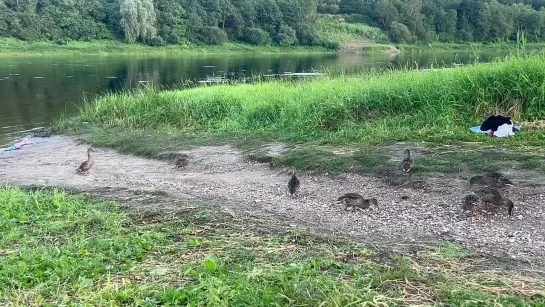 Video by Сольцы ( Новгородская область )