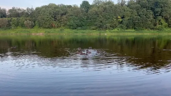 Video by Сольцы ( Новгородская область )