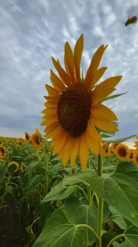 🌻Миллионы маленьких солнц Крыма, июль 2023. Снято на телефон 🤳🏻