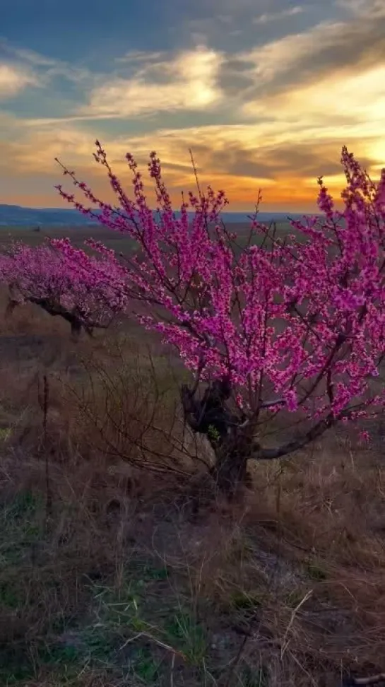 🌸 Персиковый Сад, Крым, апрель 2023. Снято на телефон 🤳🏻