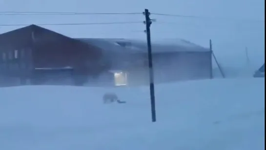 Белый медведь забрел в поселок